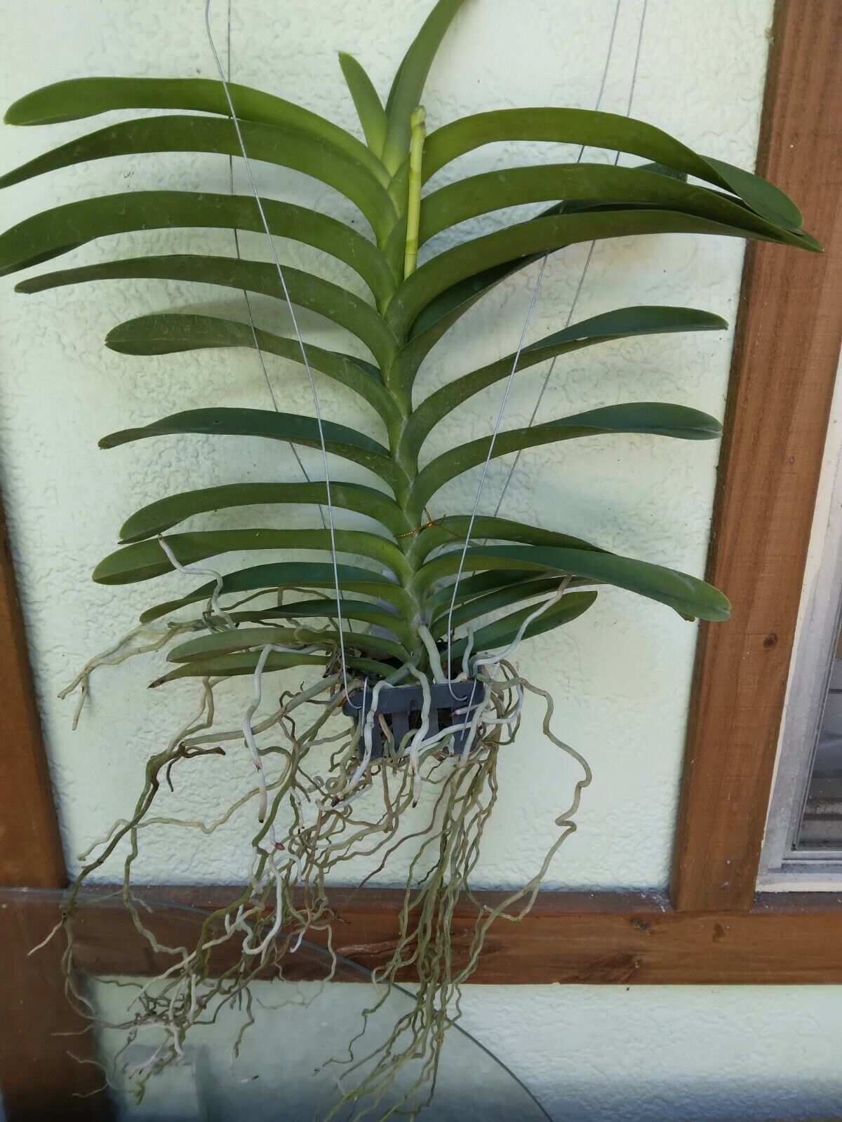 Vanda Cherry Rose (Ren storiei x V. Dr Anek)