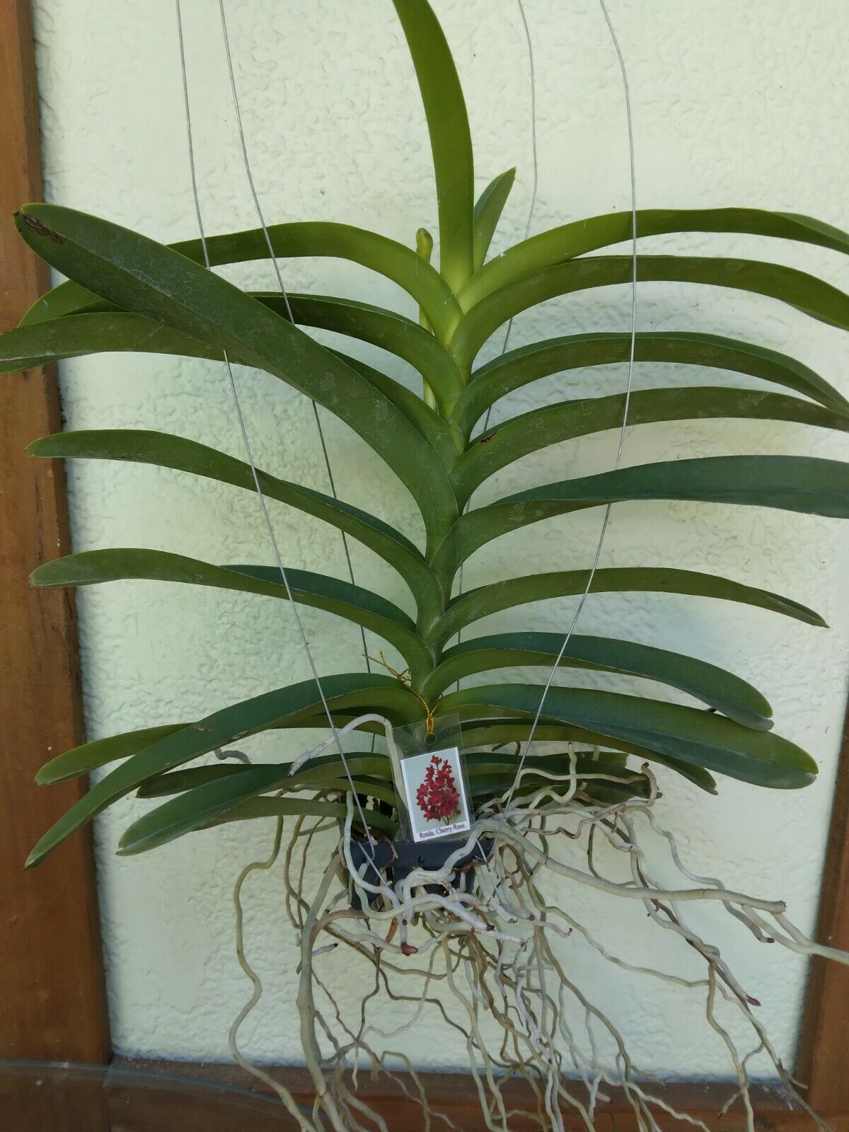 Vanda Cherry Rose (Ren storiei x V. Dr Anek)