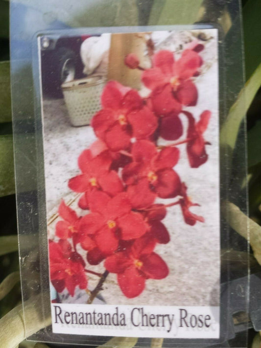 Vanda Cherry Rose (Ren storiei x V. Dr Anek)