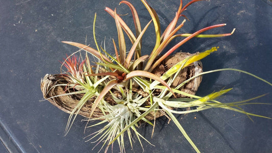 Bromeliad Tillandsia Mounted plants five on coconut husk