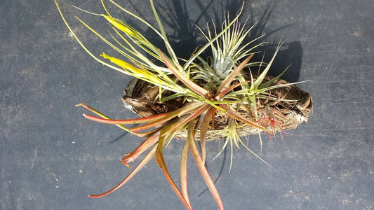 Tillandsia Five Mounted on coconut husk