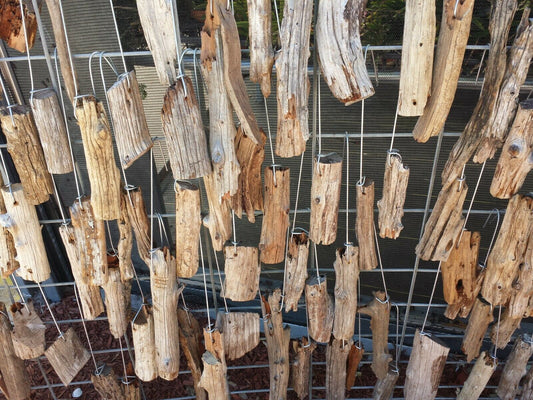 Driftwood mounting on hanging wire 6 inch for orchid and other epiphytic plants