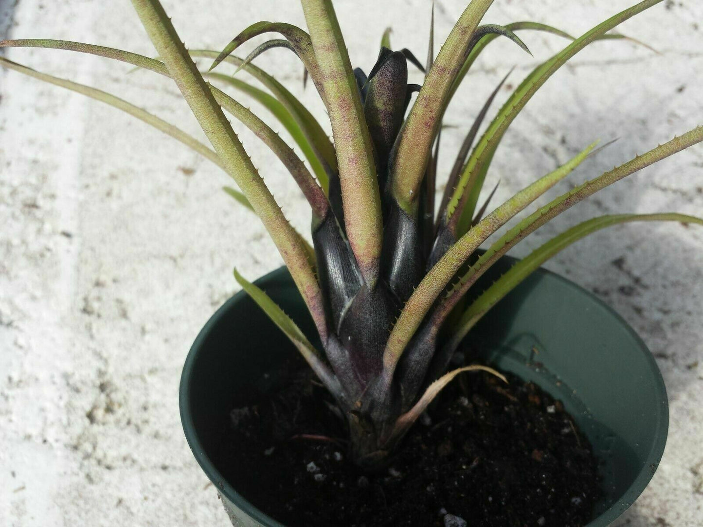 Bromeliad Aechmea recurvata Blackie