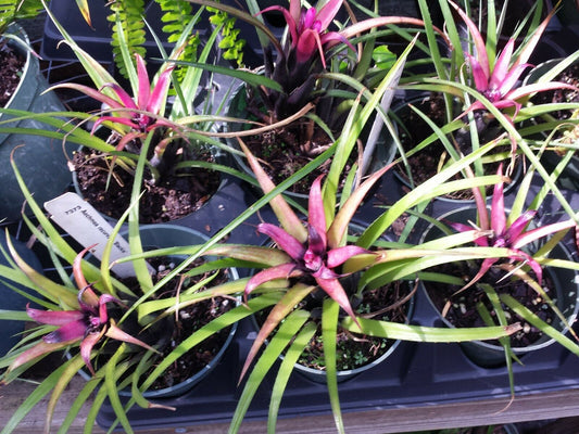 Bromeliad Aechmea recurvata Blackie