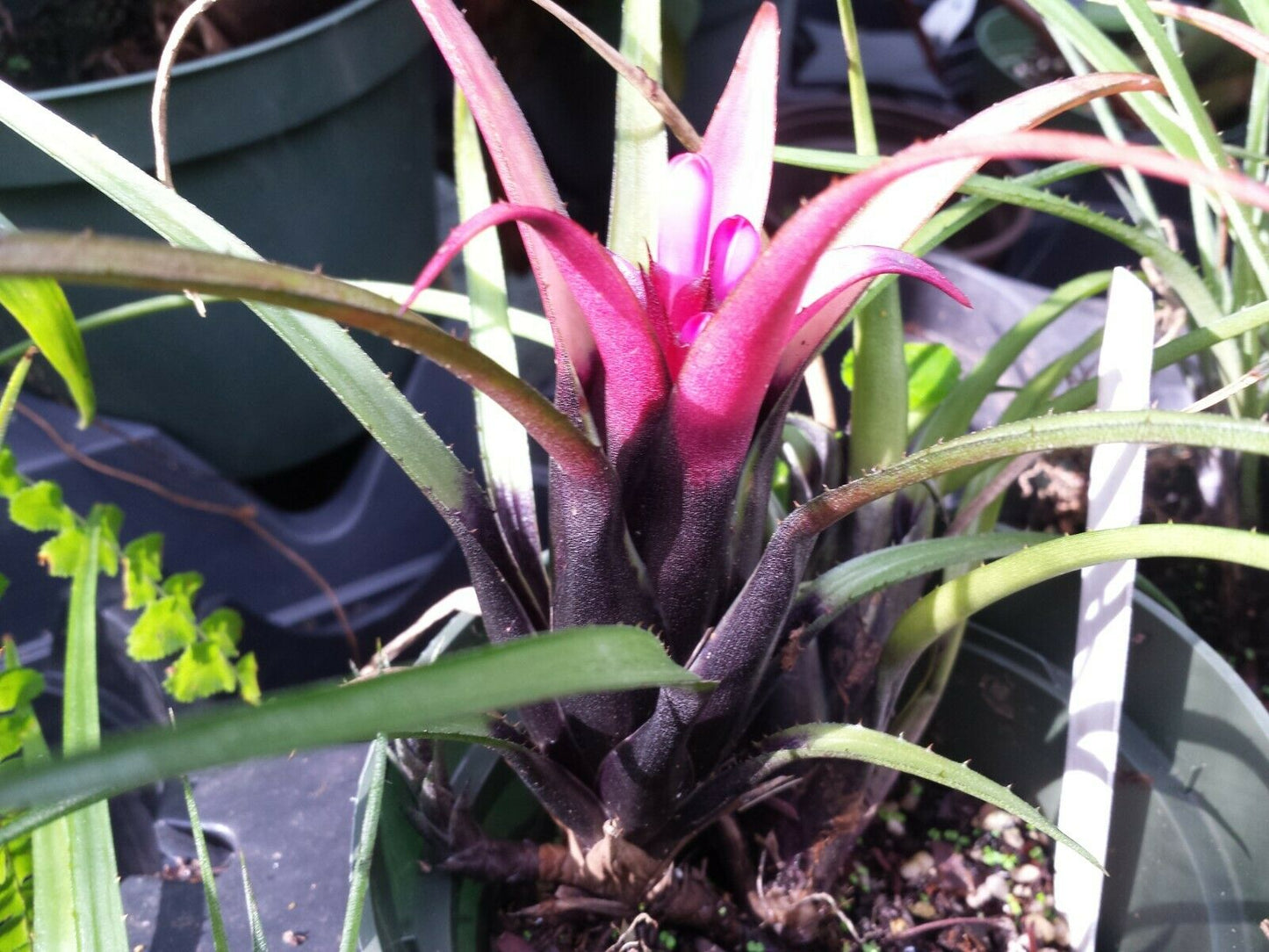 Bromeliad Aechmea recurvata Blackie