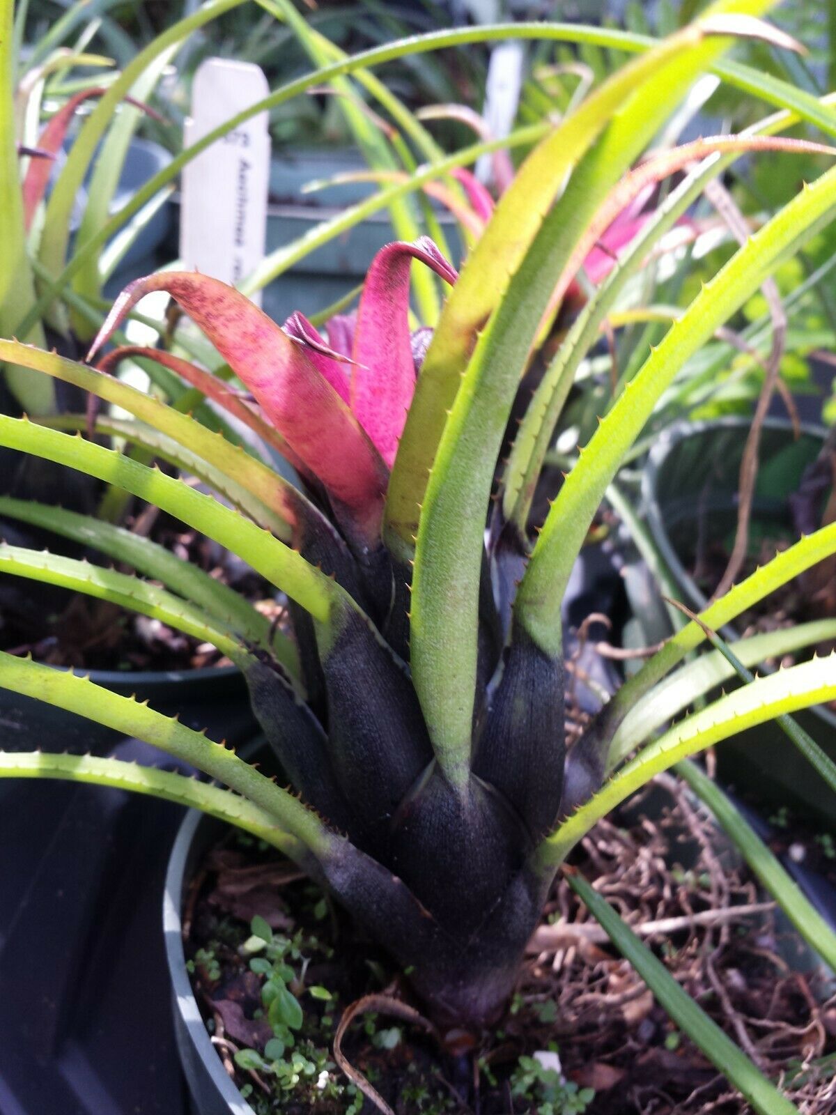 Bromeliad Aechmea recurvata Blackie