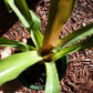 Bromeliad Aechmea warasii discolor Plant