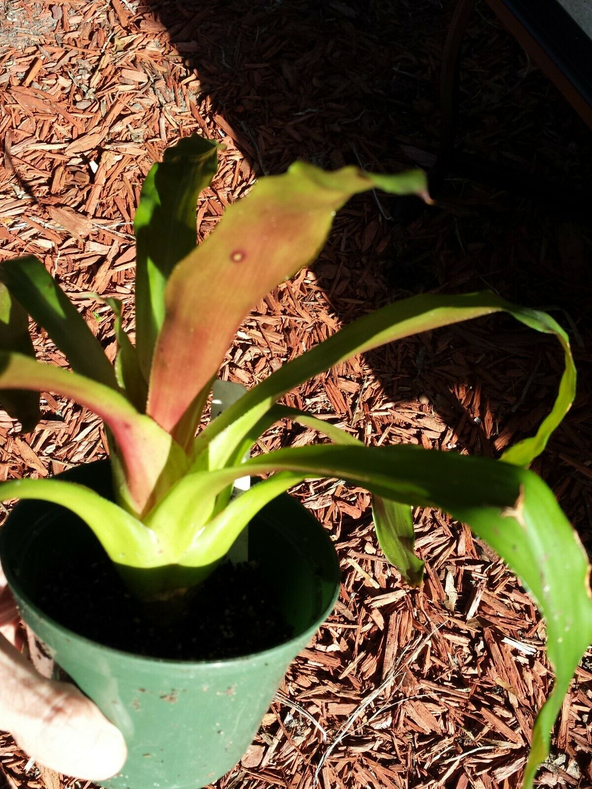 Bromeliad Aechmea warasii discolor Plant