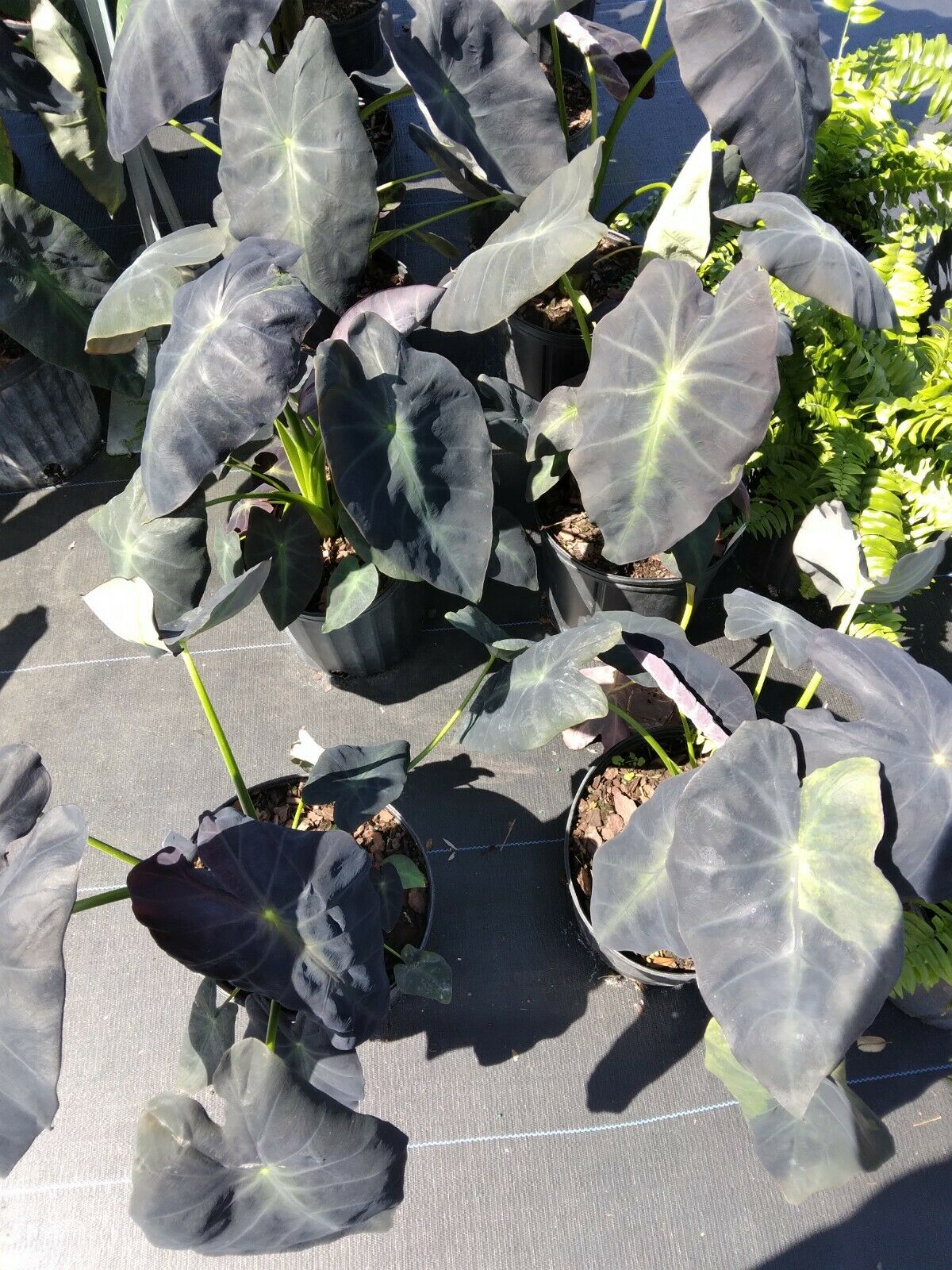 Colocasia escuenta Black Beauty Elephant Ear