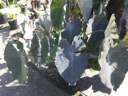 Colocasia escuenta Black Magic Elephant Ear