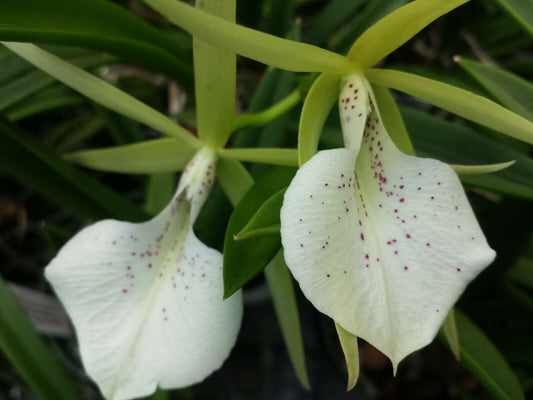 O.Cat. Brassavola Bc Binosa Kirk x B nodosa Rafa's Choice