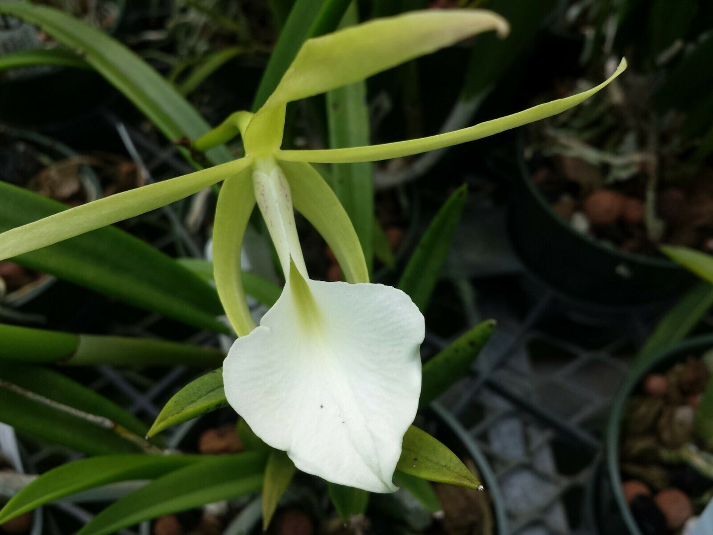 O.Cat. Brassavola Bc Binosa Kirk x B nodosa Rafa's Choice