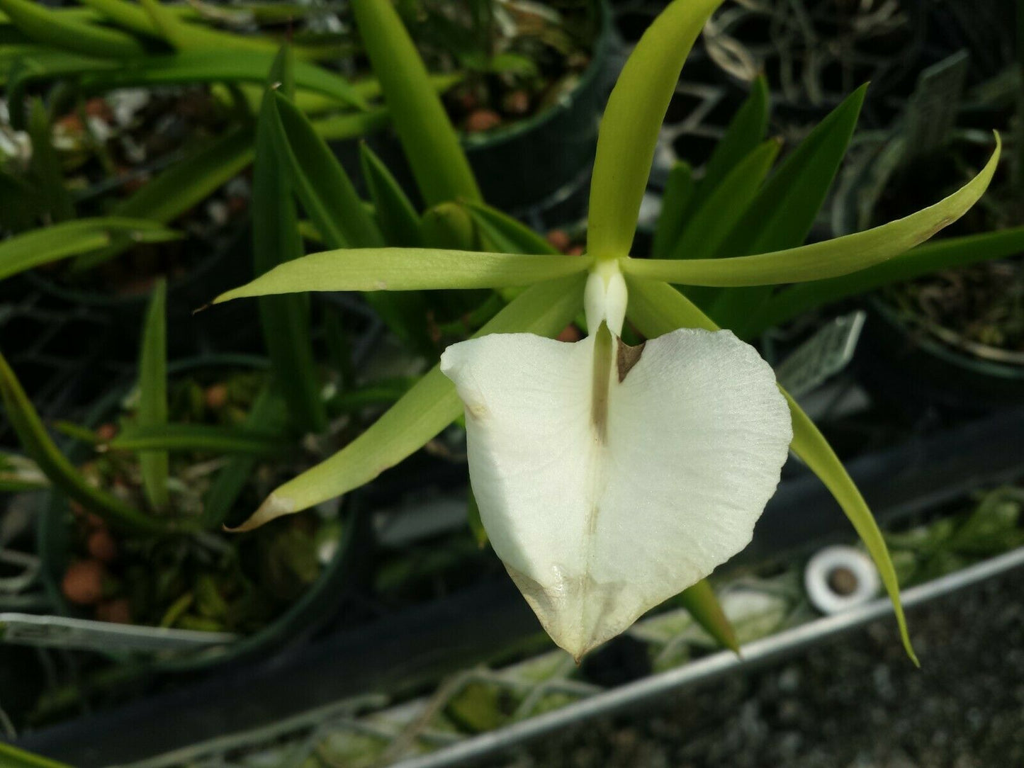 O.Cat. Brassavola Bc Binosa Kirk x B nodosa Rafa's Choice
