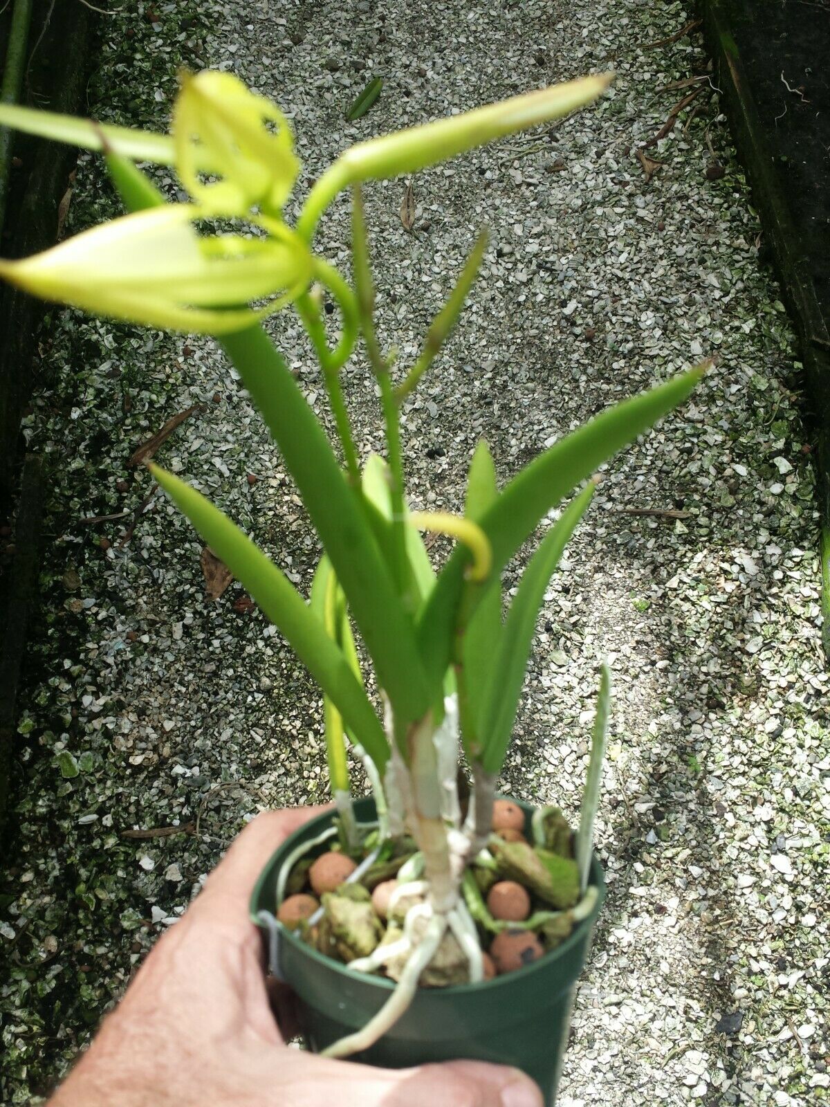 O.Cat. Brassavola Bc Binosa Kirk x B nodosa Rafa's Choice
