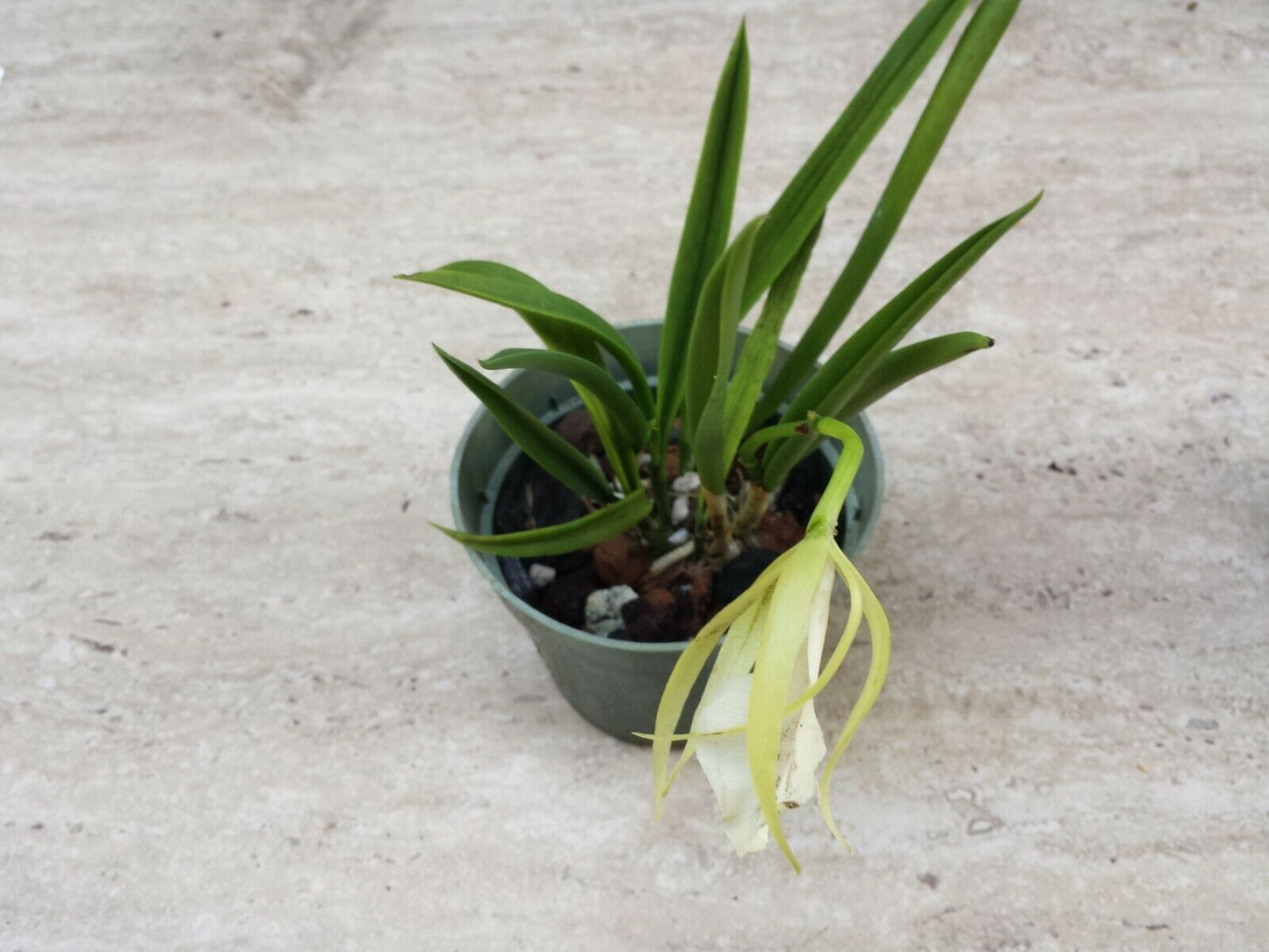 O.Cat. Brassavola Bc Binosa Kirk x B nodosa Rafa's Choice