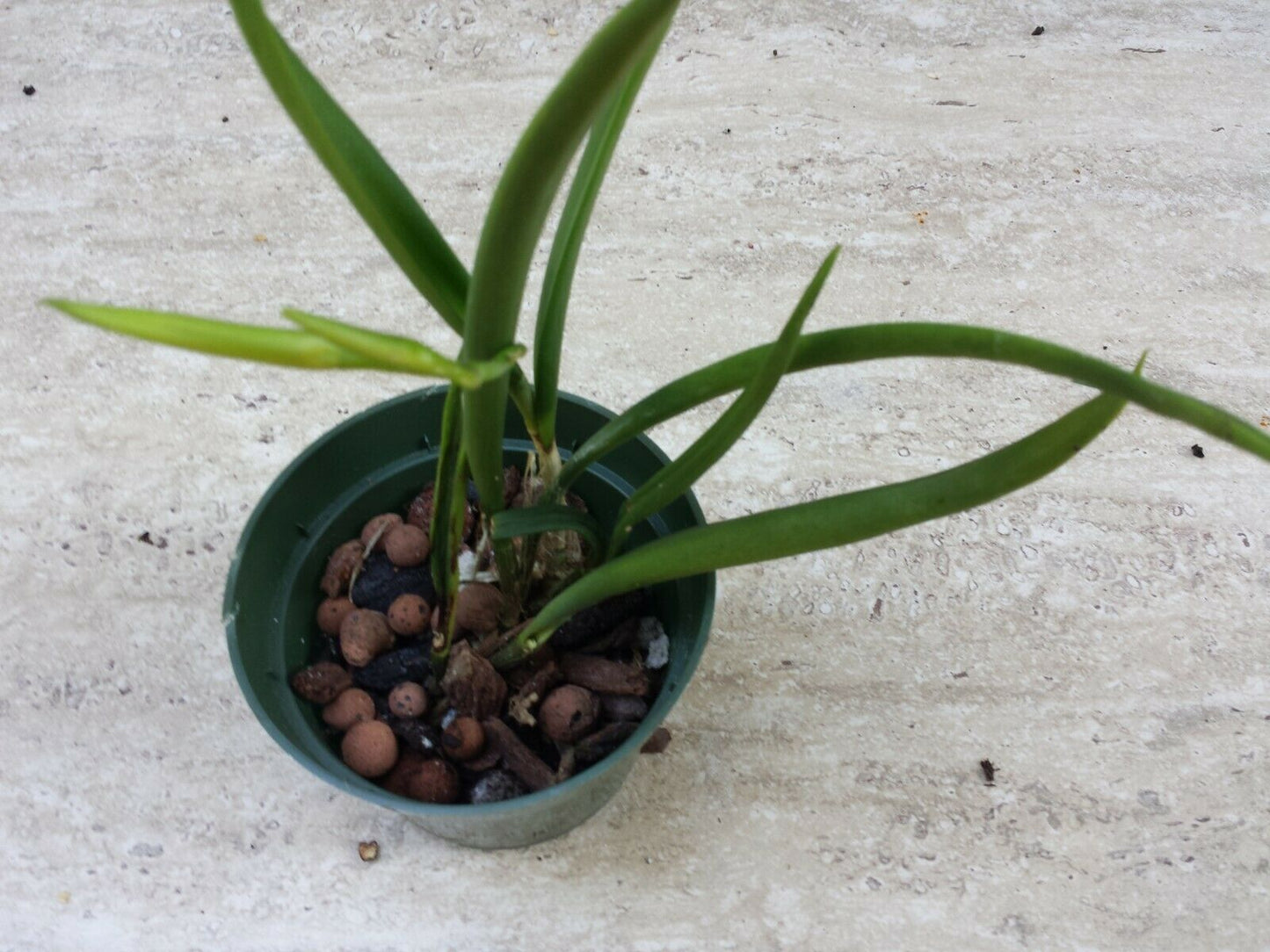 O.Cat. Brassavola Bc Binosa Kirk x B nodosa Rafa's Choice