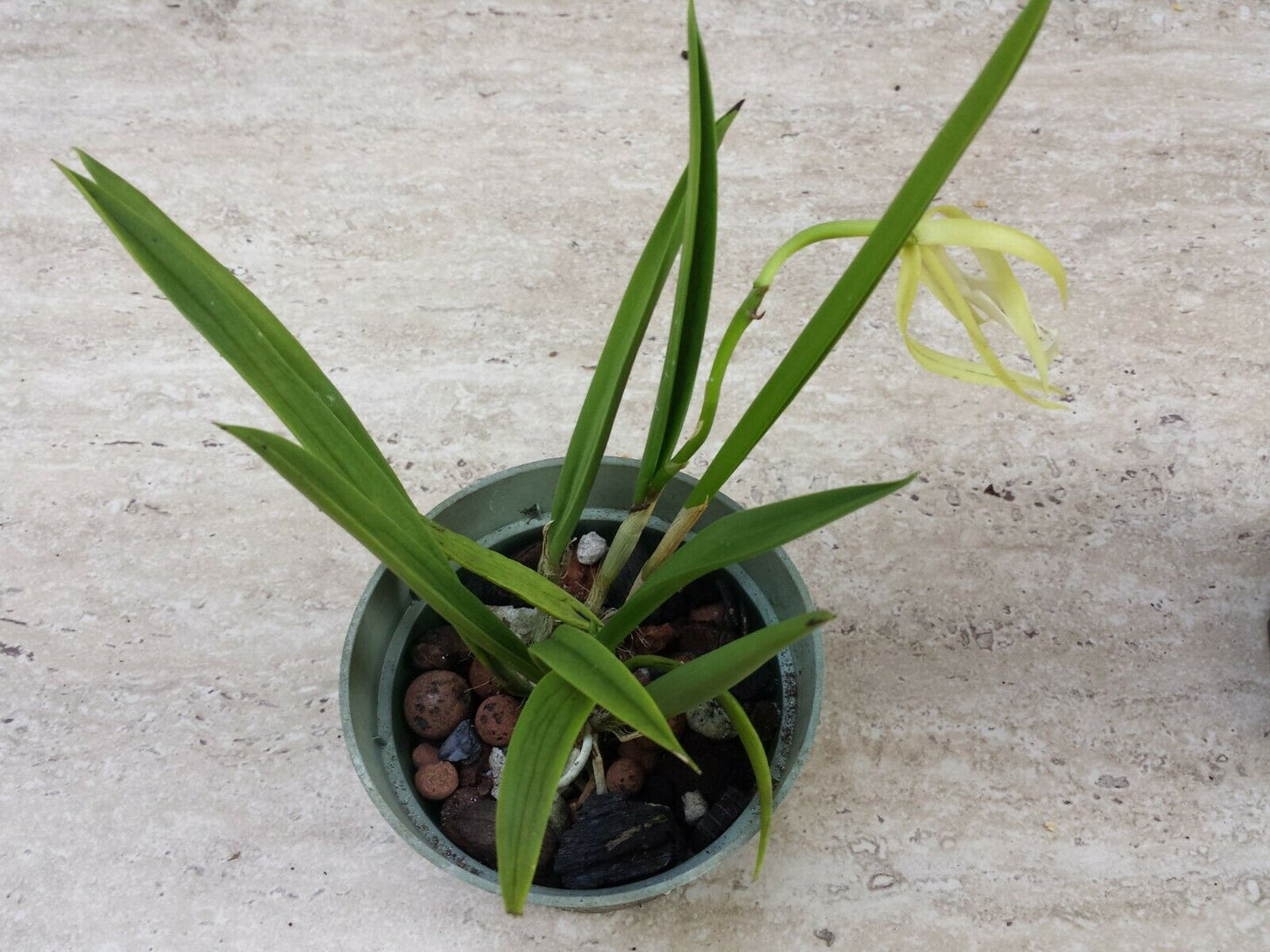 O.Cat. Brassavola Bc Binosa Kirk x B nodosa Rafa's Choice