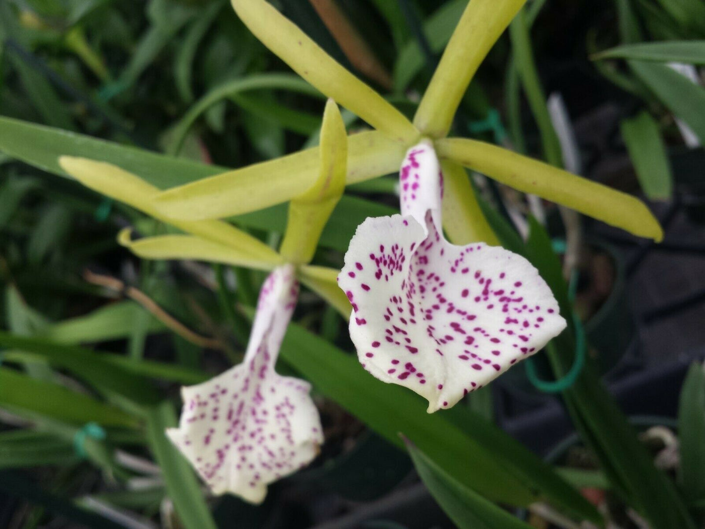 Cattleya Brassavola Green Bird Binosa x Little Stars Trop. Terrarium