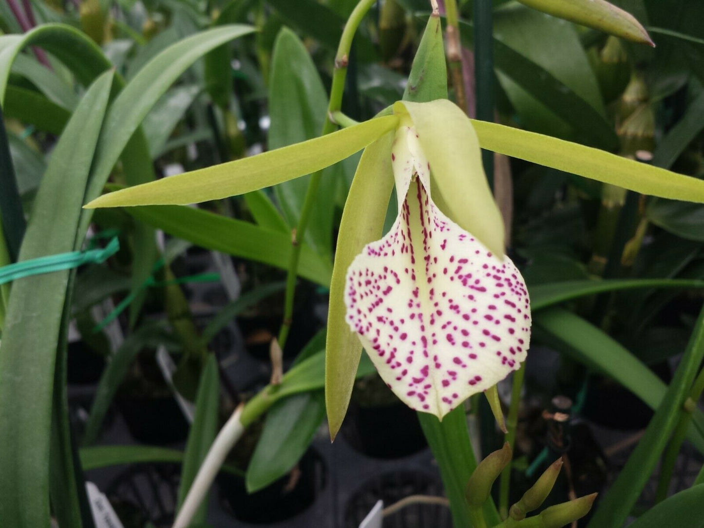 Cattleya Brassavola Green Bird Binosa x Little Stars Trop. Terrarium