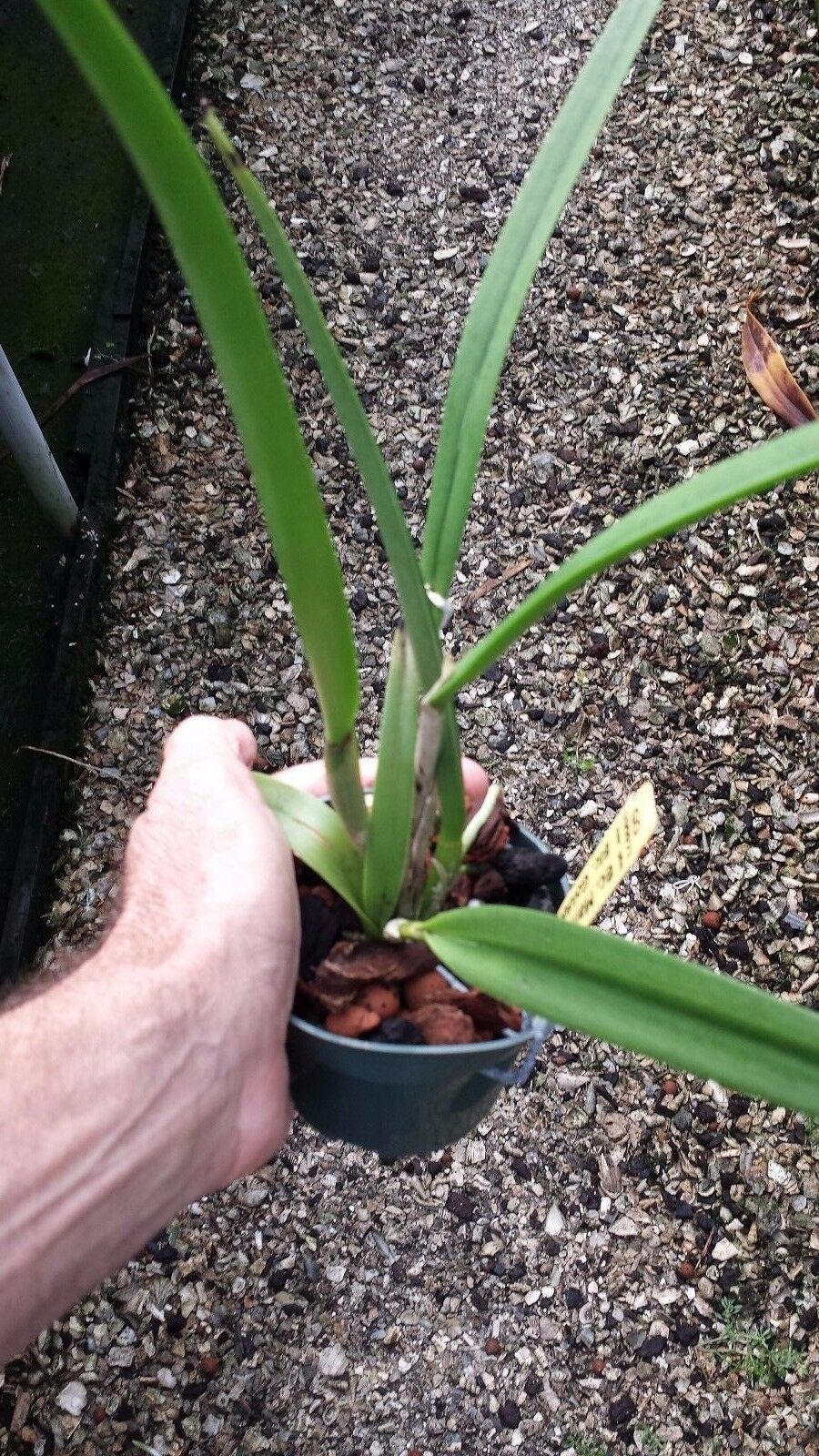 Cattleya Brassavola Green Bird Binosa x Little Stars Trop. Terrarium