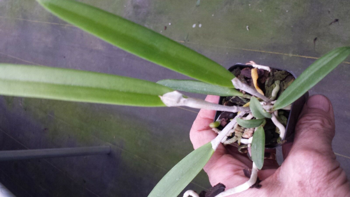 Cattleya Brassavola Green Bird Binosa x Little Stars Tropical