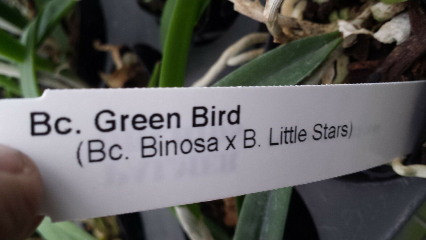 Cattleya Brassavola Green Bird Binosa x Little Stars Tropical
