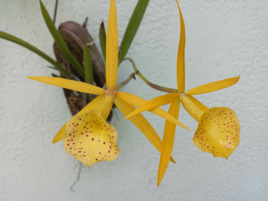 Cattleya Brassavola Yellow Bird mounted on porton of FL Coconut