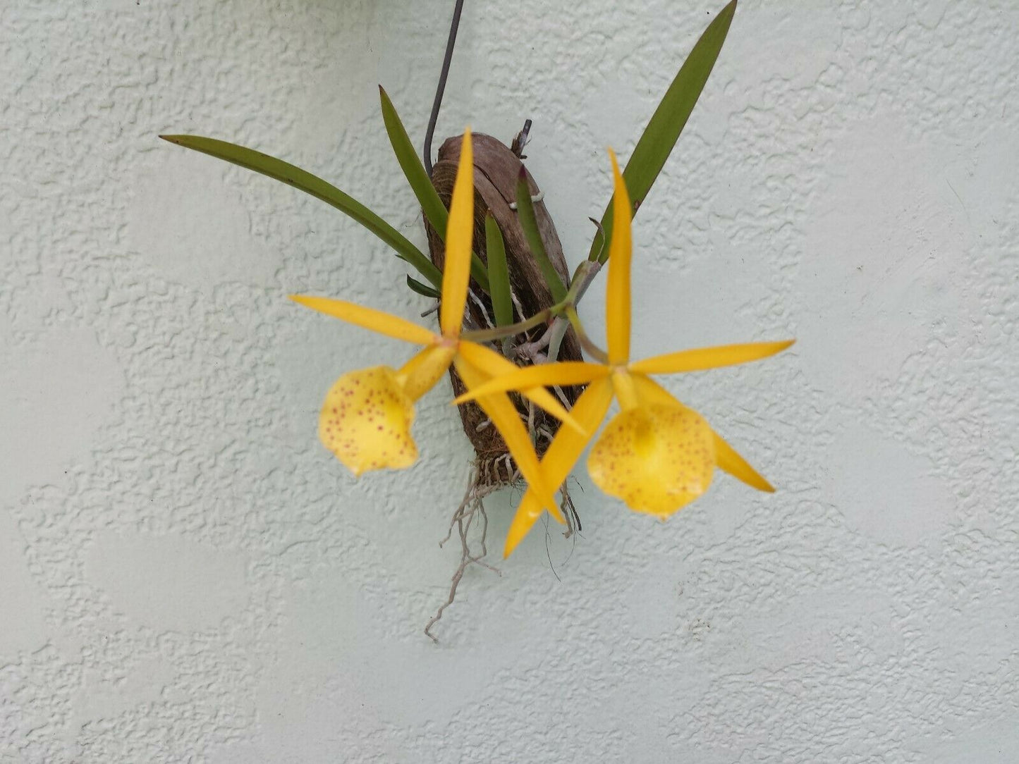 Cattleya Brassavola Yellow Bird mounted on porton of FL Coconut