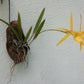 Cattleya Brassavola Yellow Bird mounted on porton of FL Coconut