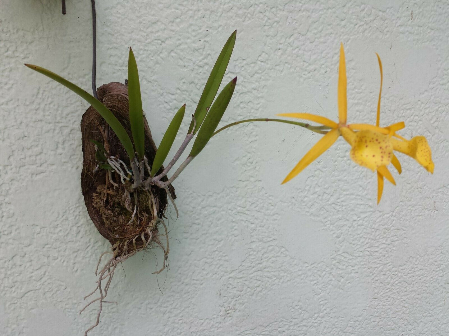 Cattleya Brassavola Yellow Bird mounted on porton of FL Coconut