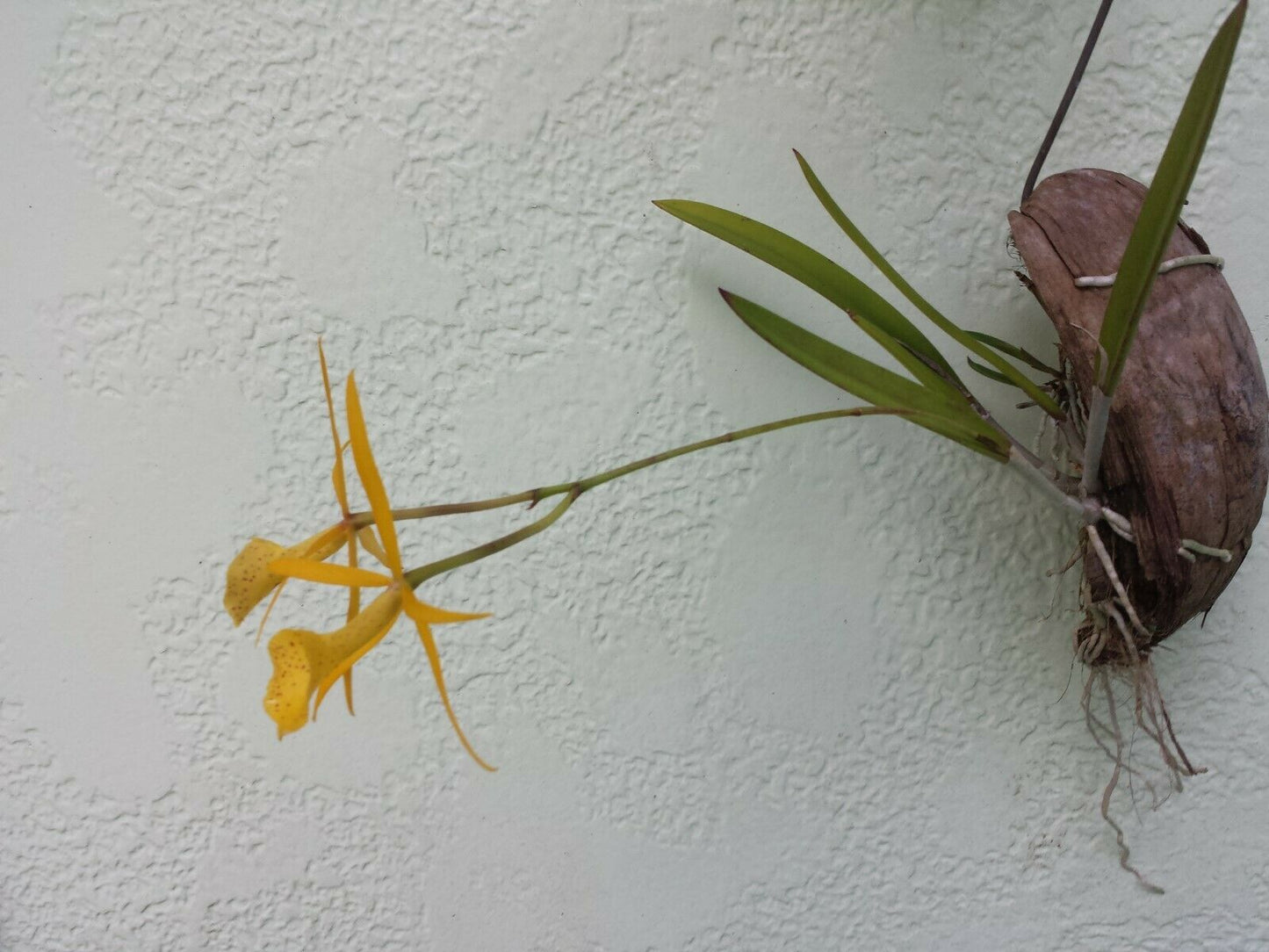 Cattleya Brassavola Yellow Bird mounted on porton of FL Coconut