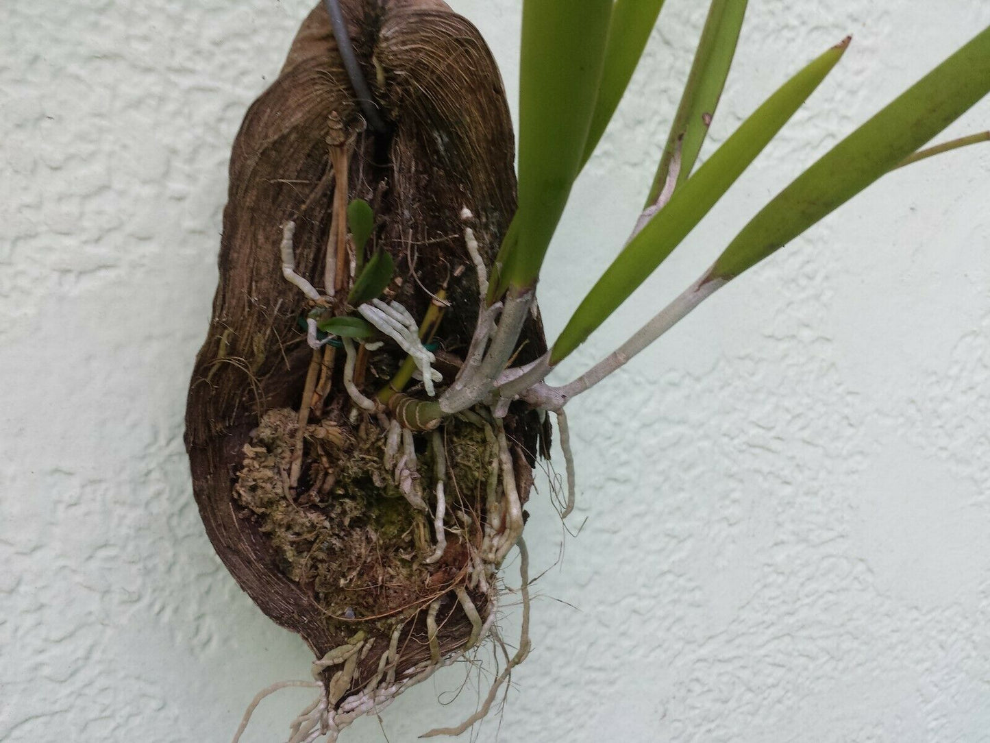 Cattleya Brassavola Yellow Bird mounted on porton of FL Coconut