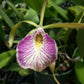 Orchid Cattleya Brassavola nodosa x C schilleriana Mary Dodson