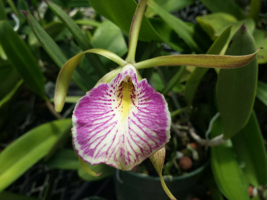 Orchid Cattleya Brassavola nodosa x C schilleriana Mary Dodson in 2" pot