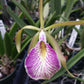 Orchid Cattleya Brassavola nodosa x C schilleriana Mary Dodson
