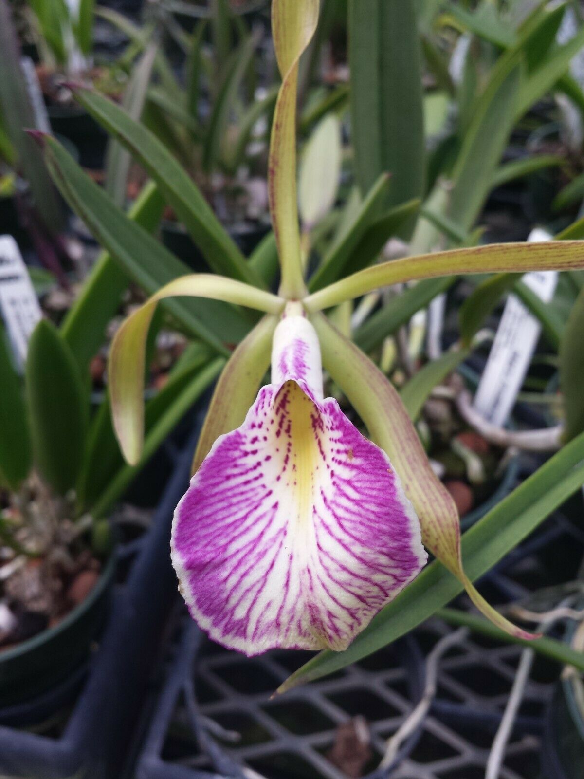 Orchid Cattleya Brassavola nodosa x C schilleriana Mary Dodson in 2" pot