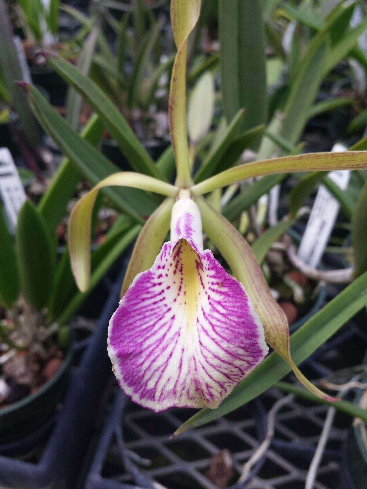 Orchid Cattleya Brassavola nodosa x C schilleriana Mary Dodson