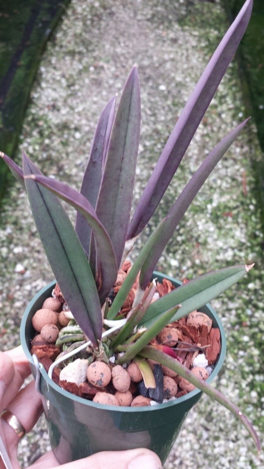 Orchid Cattleya Brassavola nodosa x C schilleriana Mary Dodson in 2" pot