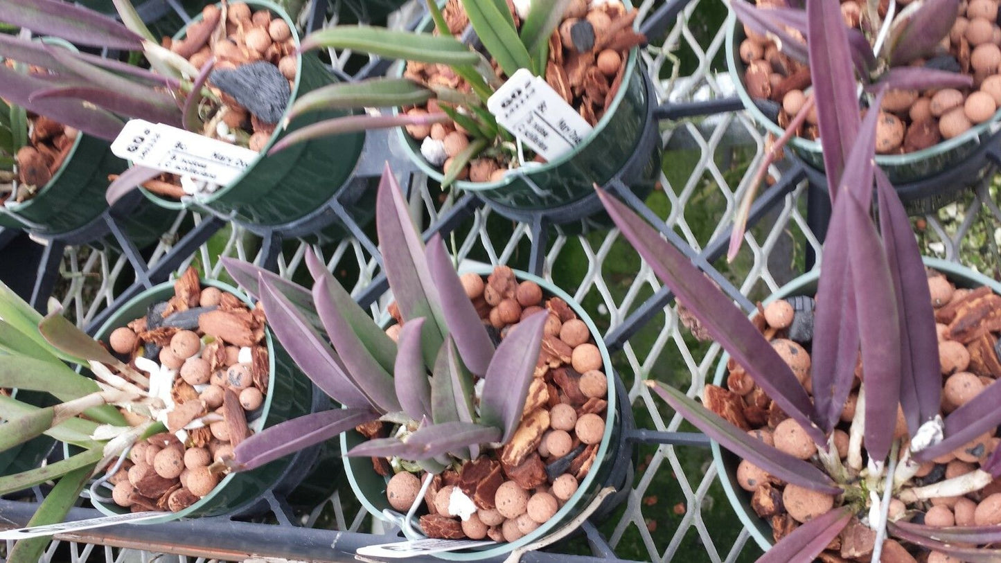 Orchid Cattleya Brassavola nodosa x C schilleriana Mary Dodson