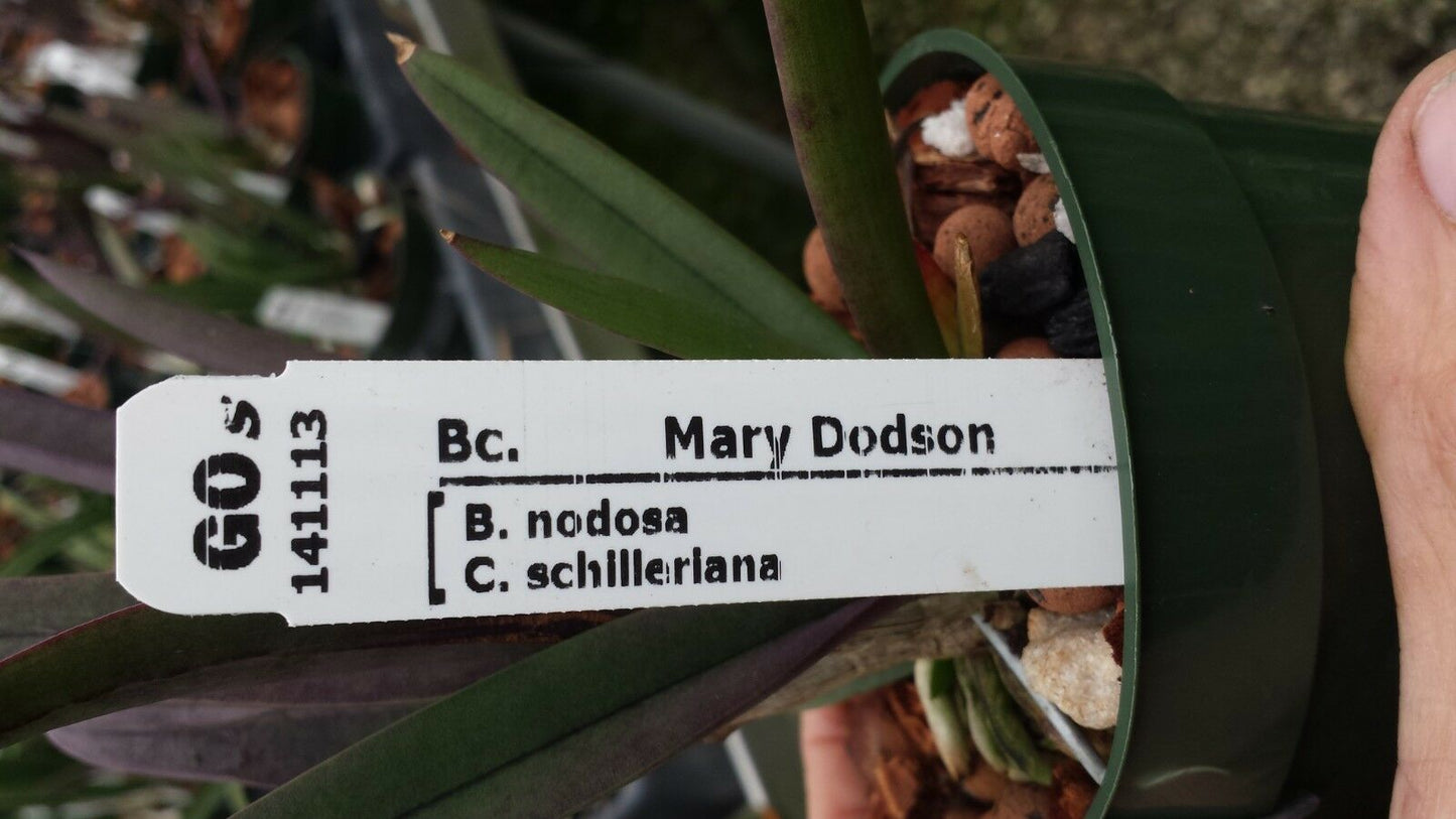 Orchid Cattleya Brassavola nodosa x C schilleriana Mary Dodson in 2" pot