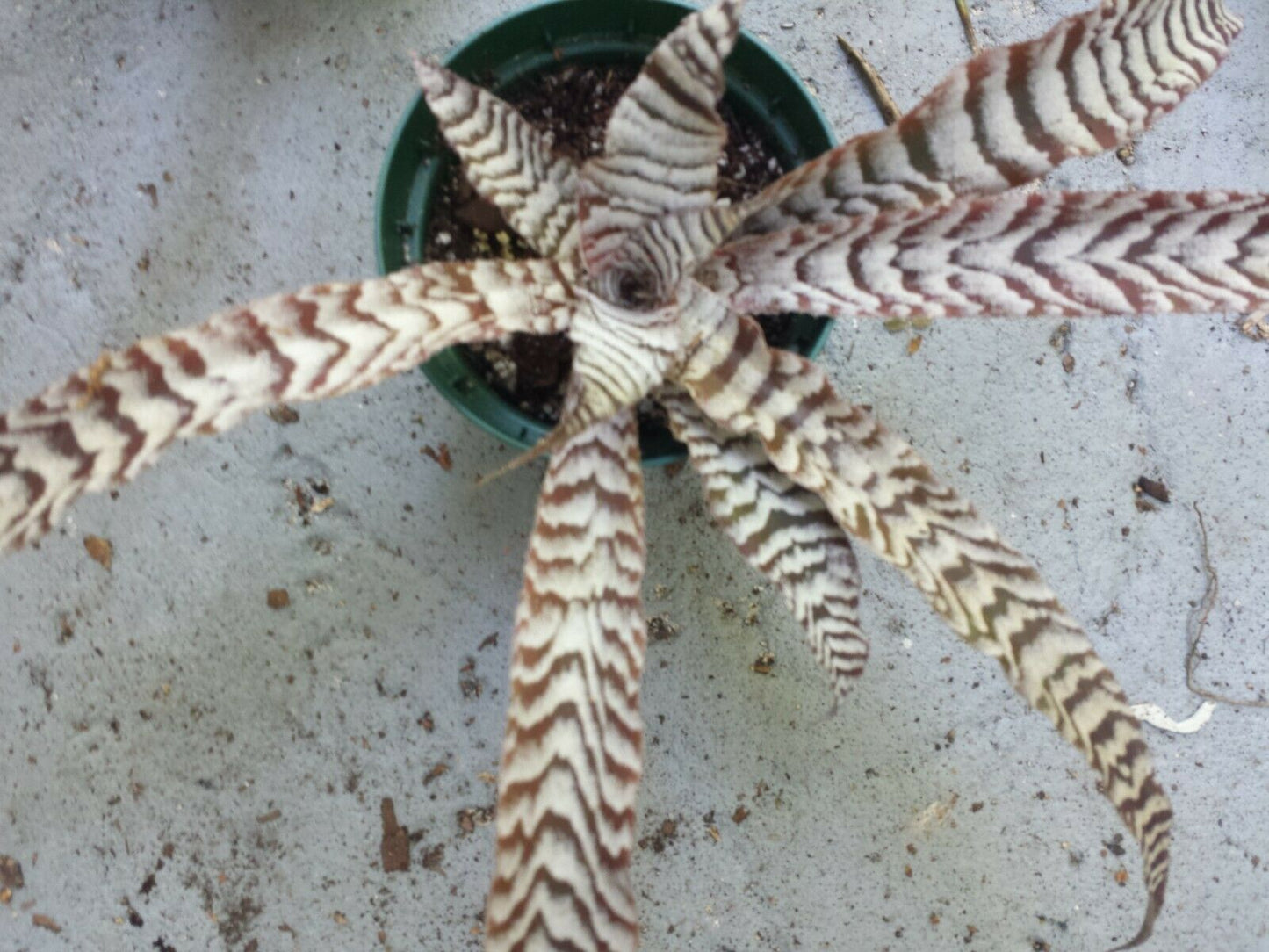 Bromeliad Cryptanthus Abolute Zero