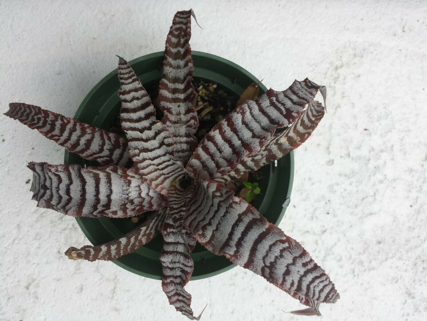 Bromeliad Cryptanthus Abolute Zero