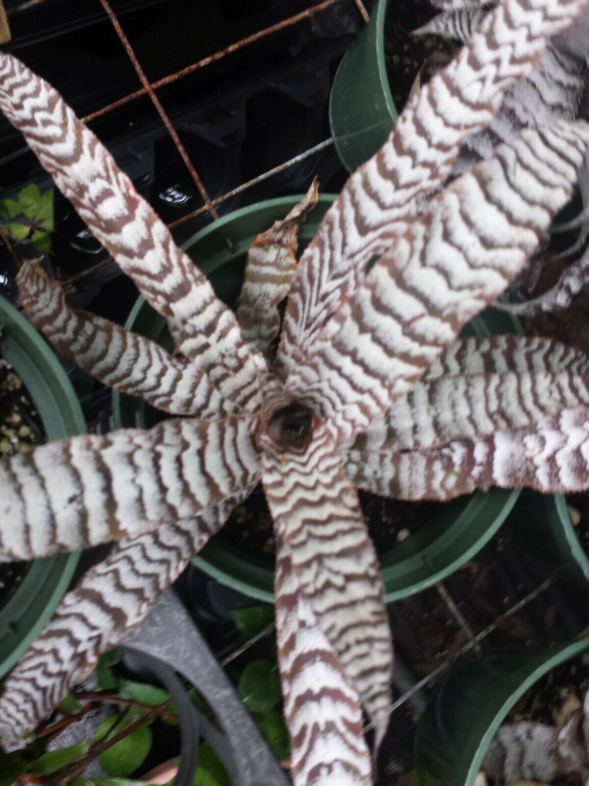 Bromeliad Cryptanthus Abolute Zero