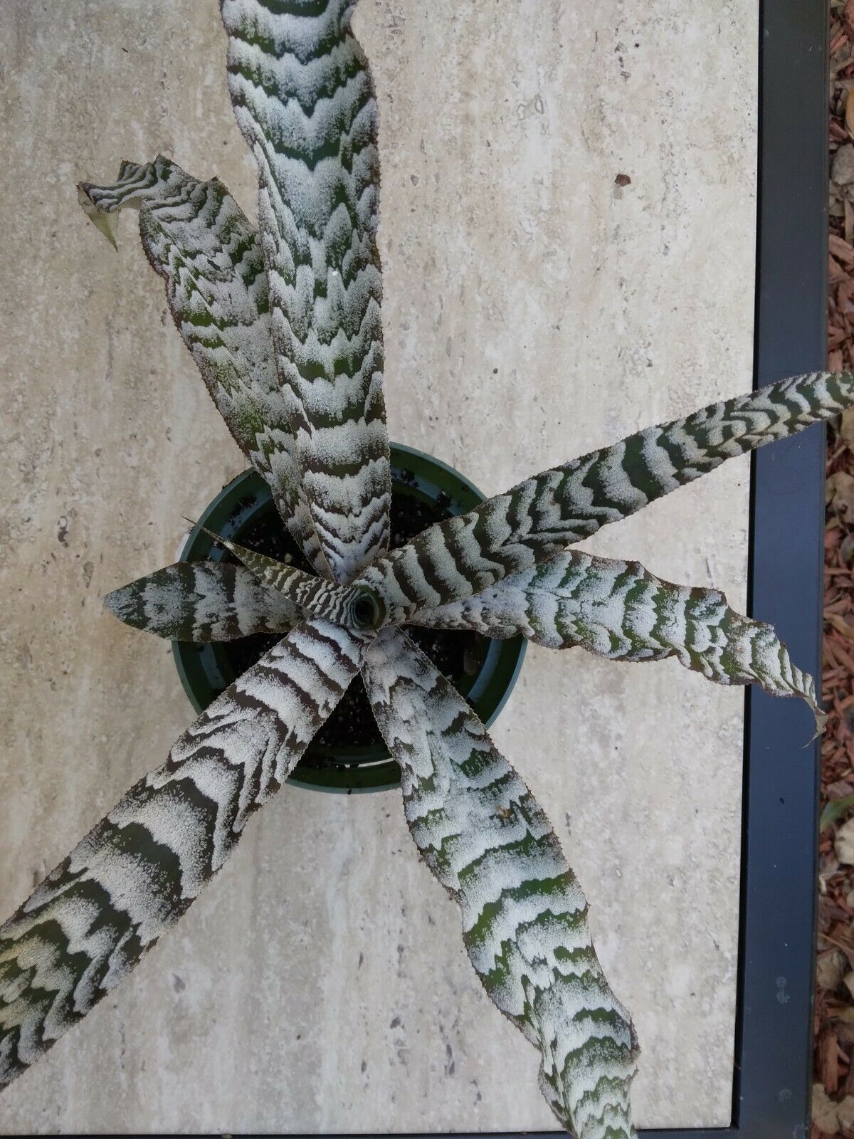 Bromeliad Cryptanthus Abolute Zero