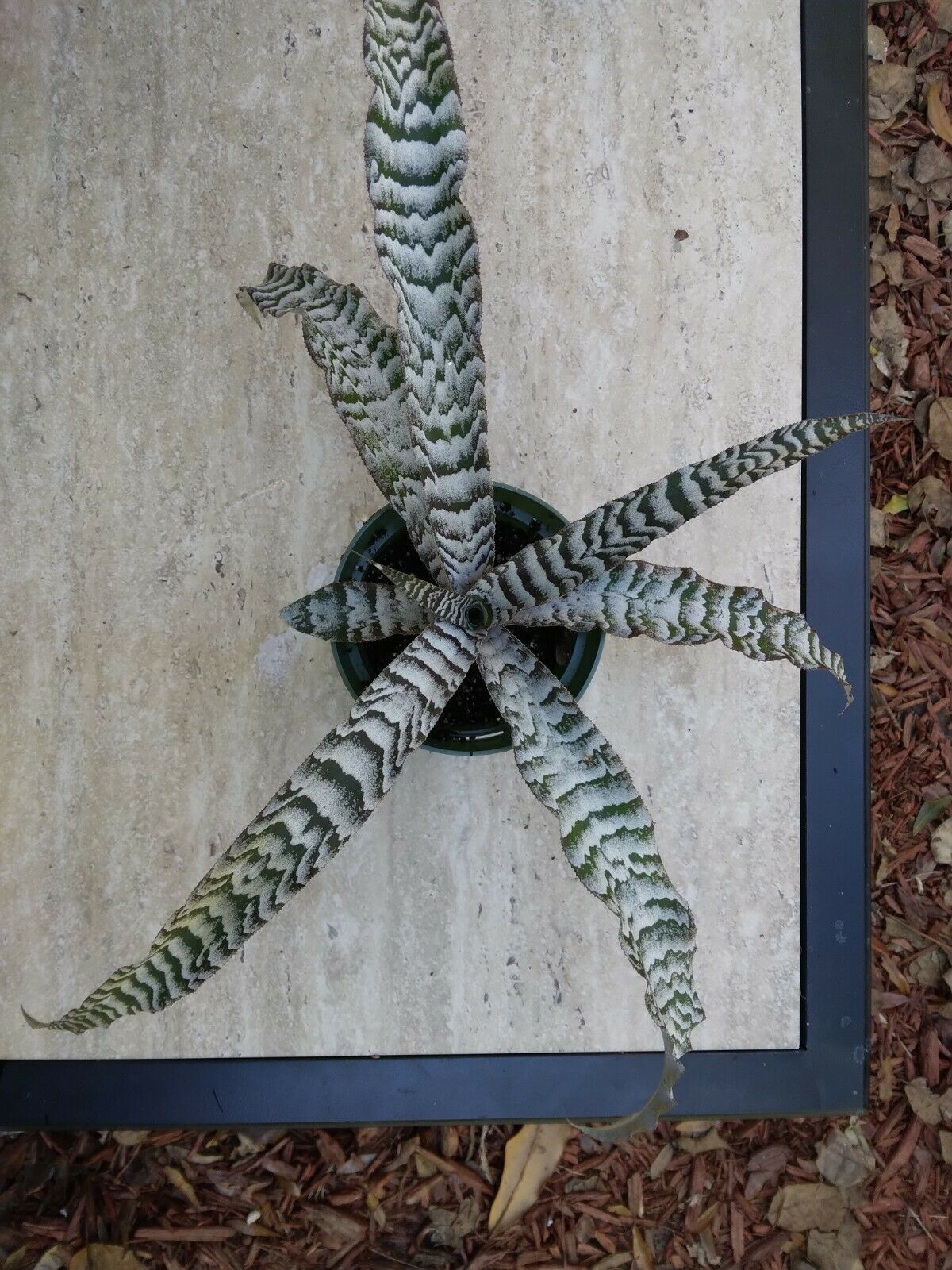 Bromeliad Cryptanthus Abolute Zero