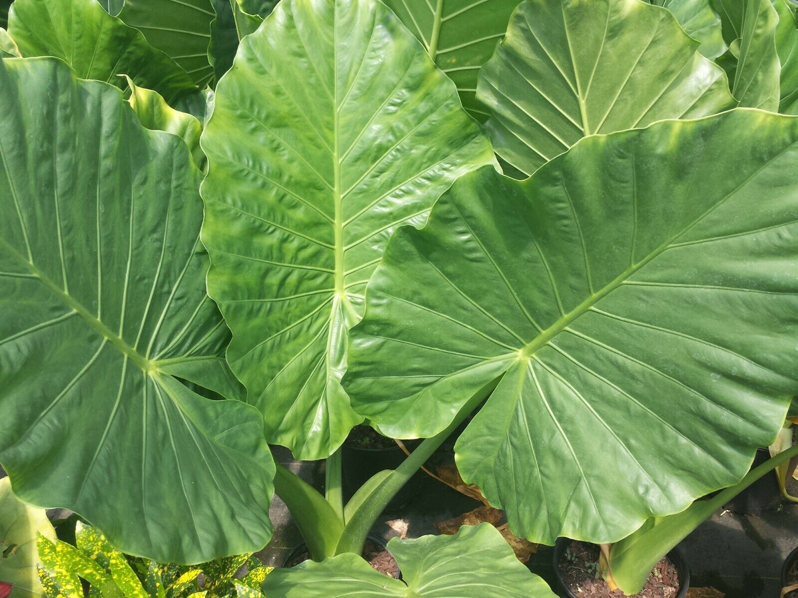 elephant ear plant cape town Alocasia Calidora Elephant Ear – MadHappenings