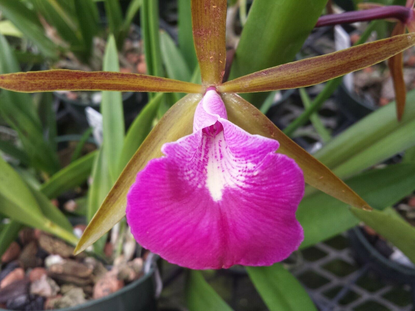 Cattleya Brassovola Star Ruby Xanadu