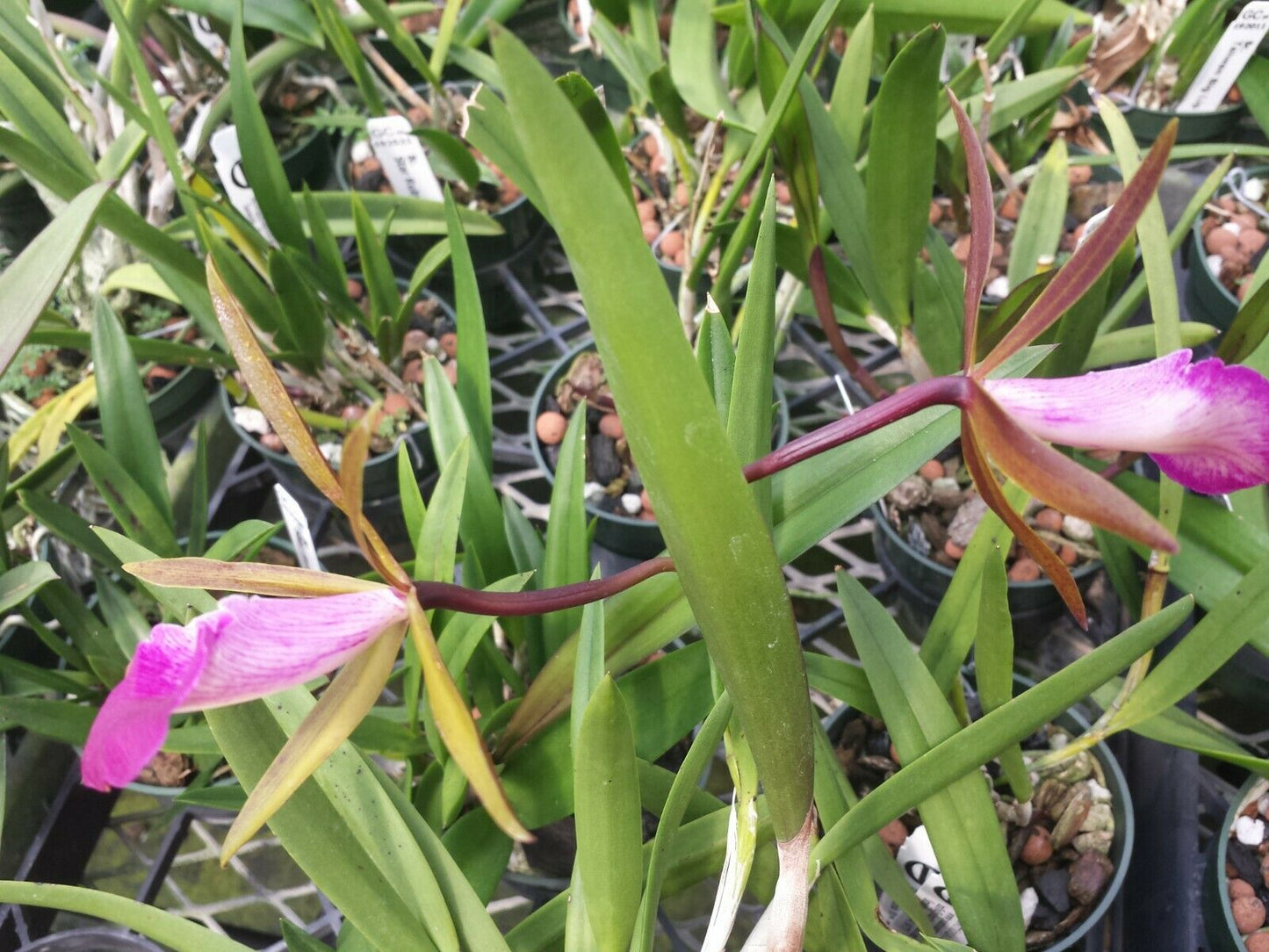 Cattleya Brassovola Star Ruby Xanadu