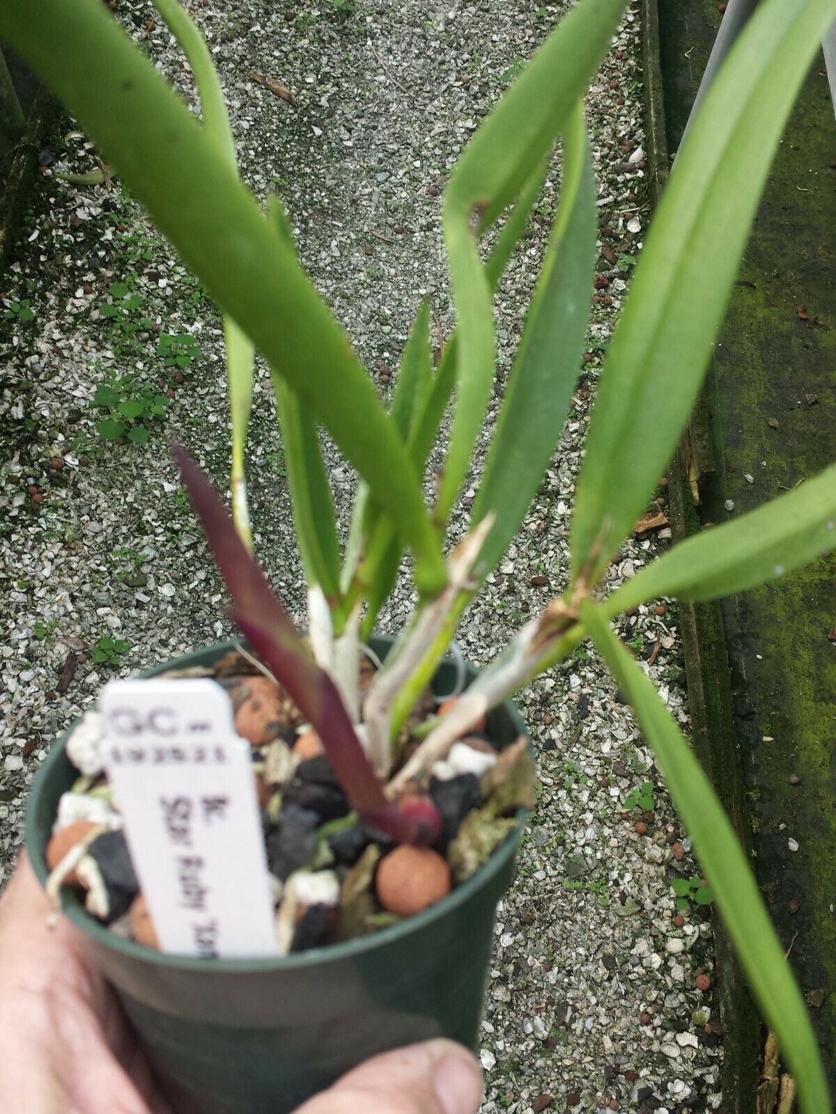 Cattleya Brassovola Star Ruby Xanadu