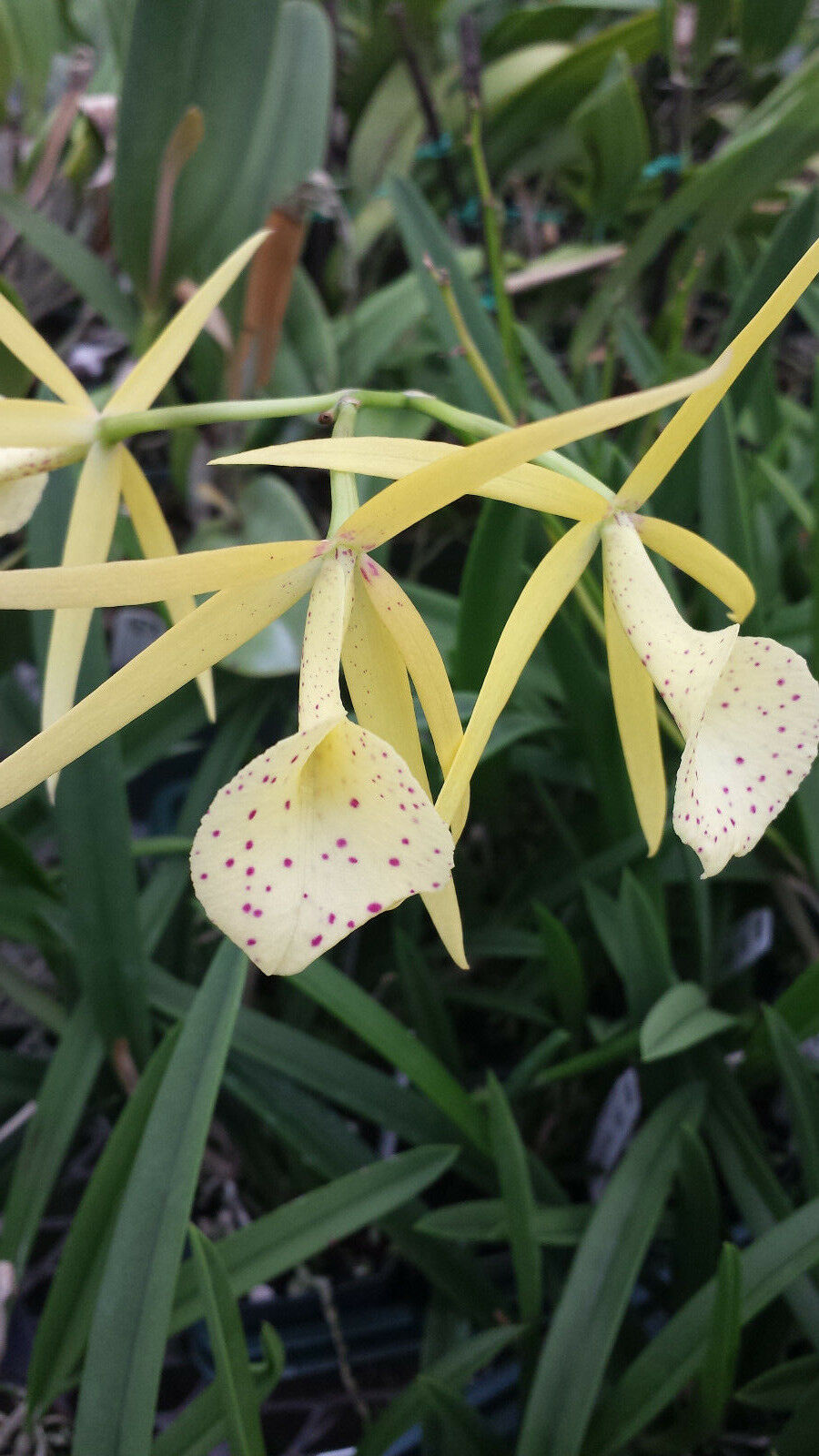 Cattleya Brassovola Yellow Bird near spike Fragrant